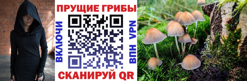 Псилоцибиновые грибы Cubensis  как найти закладки  Никольск 